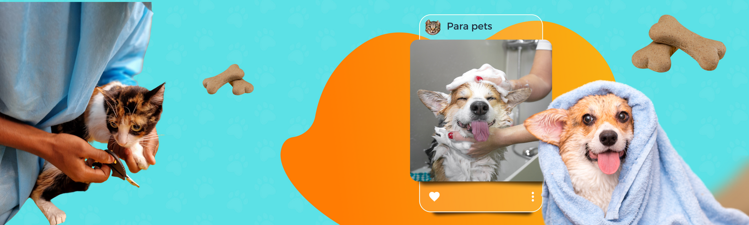 Higiene banho pet