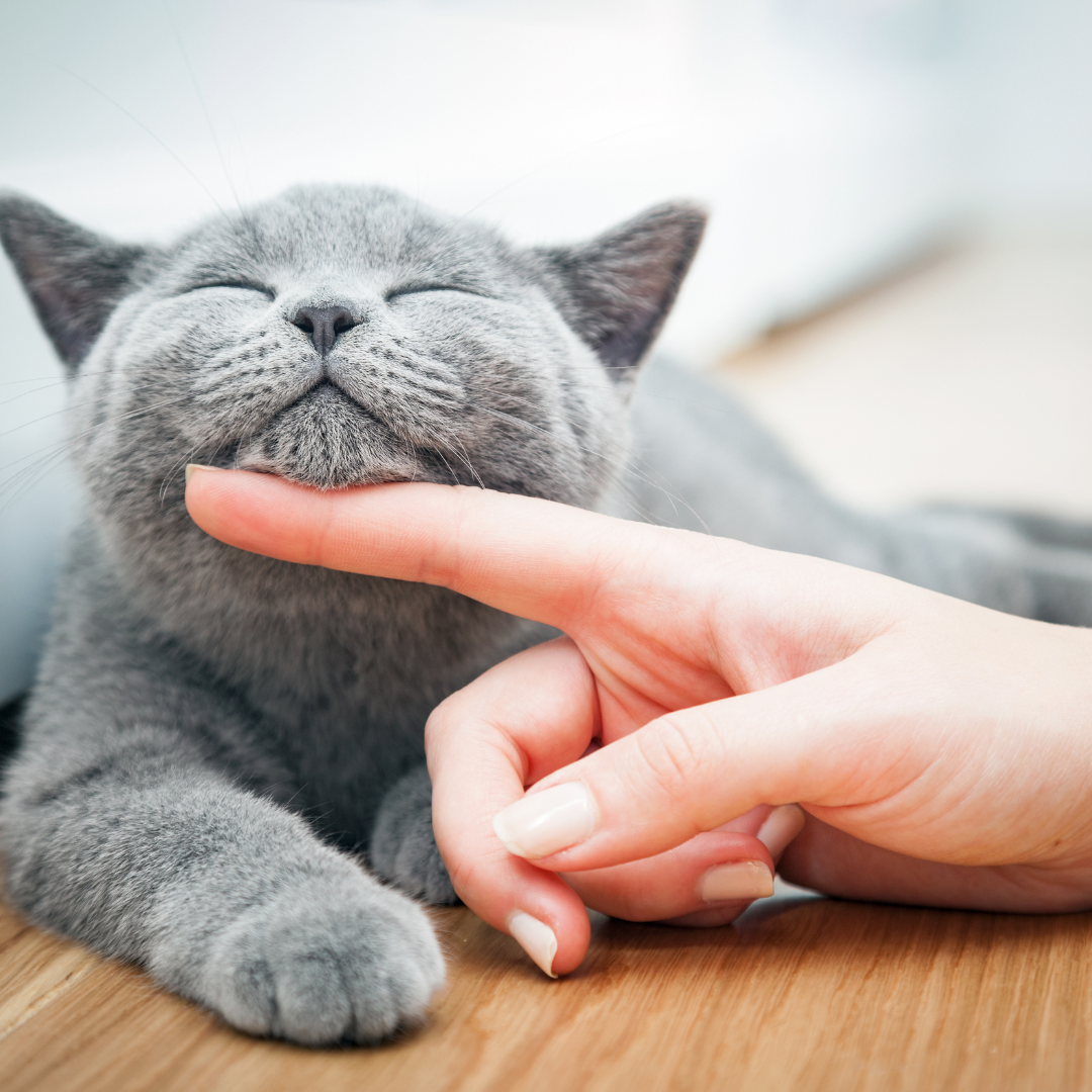 Tudo de Gatos