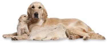 Bravecto 10-20Kg